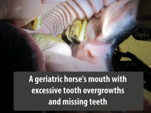 horses mouth