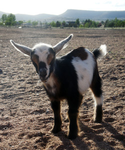 Baby Goat
