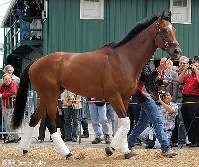 Barbaro, the 2006 Kentucky Derby winner