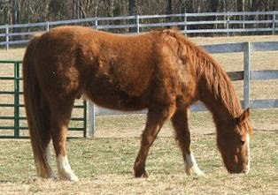 Cushing’s horse, Spud