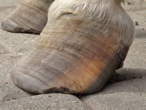Chronic laminitic hoof