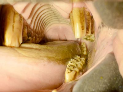 Spud’s wave mouth