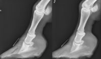 Spuds’ laminitis radiographs