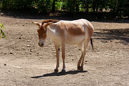 Onager or Asiatic wild ass